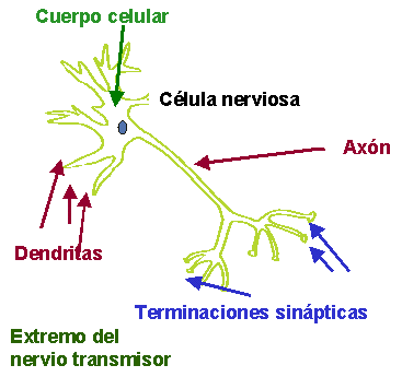 3.1.-Composición de las neuronas.